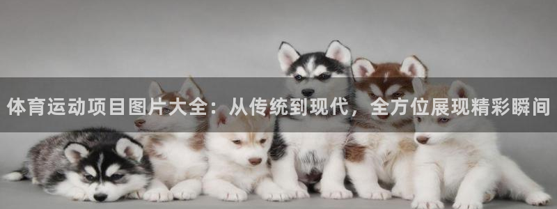 vsport体育：体育运动项目图片大全：从传统到现代，全方位展现精彩瞬间